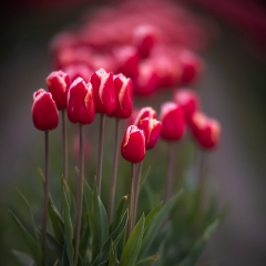 Skagit Valley Tulips Red Row.jpg