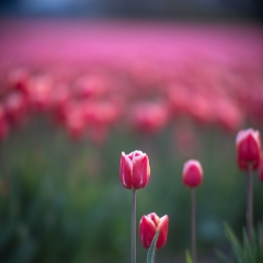 Skagit Valley Tulips Red Singles.jpg The Skagit Valley bursts forth with color starting in about March and continuing through April with the Skagit Valley Daffodil and Tulip Festivals. Being up...
