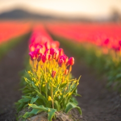 Skagit Valley Tulips Red and Pink Rows Bokeh.jpg To order a print please email me at  Mike Reid Photography : tulip, tulips, flower, , floral, tulip festival, floral photography, flower photos, washington state, skagit tulip festival, daffodils