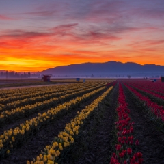 Skagit Valley Tulips Red and Yellow Sunrise To order a print please email me at  Mike Reid Photography : tulip, tulips, flower, , floral, tulip festival, floral photography, flower photos, washington state, skagit tulip festival, daffodils