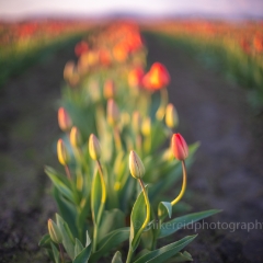 Skagit Valley Tulips Sunset Light Head of the Row.jpg To order a print please email me at  Mike Reid Photography : tulip, tulips, flower, , floral, tulip festival, floral photography, flower photos, washington state, skagit tulip festival, old red barn, canon 200mm, canon 200mm 1.8