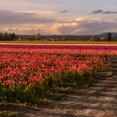 Skagit Valley Tulips Sunset Light Shadows.jpg To order a print please email me at  Mike Reid Photography : tulip, tulips, flower, , floral, tulip festival, floral photography, flower photos, washington state, skagit tulip festival, old red barn, canon 200mm, canon 200mm 1.8
