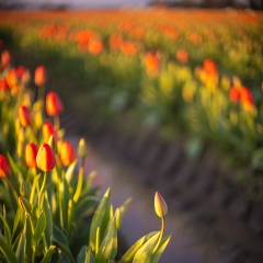 Skagit Valley Tulips Sunset Light To order a print please email me at  Mike Reid Photography : tulip, tulips, flower, , floral, tulip festival, floral photography, flower photos, washington state, skagit tulip festival, old red barn, canon 200mm, canon 200mm 1.8