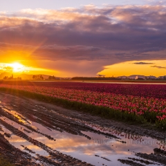 Skagit Valley Tulips Sunset Reflections To order a print please email me at  Mike Reid Photography : tulip, tulips, flower, , floral, tulip festival, floral photography, flower photos, washington state, skagit tulip festival, old red barn, canon 200mm, canon 200mm 1.8