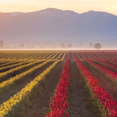 Skagit Valley Tulips Yellow and Red in the Mist.jpg To order a print please email me at  Mike Reid Photography : tulip, tulips, flower, , floral, tulip festival, floral photography, flower photos, washington state, skagit tulip festival, daffodils