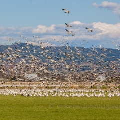 So Many Skagit Snow Geese.jpg To order a print please email me at  Mike Reid Photography