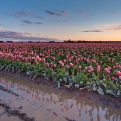 Soaked Field Reflected Tulip Sunset To order a print please email me at  Mike Reid Photography : tulip, tulips, flower, , floral, tulip festival, floral photography, flower photos, washington state, skagit tulip festival
