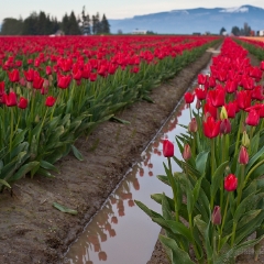 Soaked Red Tulip Flower Fields To order a print please email me at  Mike Reid Photography : tulip, tulips, flower, , floral, tulip festival, floral photography, flower photos, washington state, skagit tulip festival