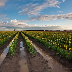 Soaked Yellow Tulip Fields To order a print please email me at  Mike Reid Photography : tulip, tulips, flower, , floral, tulip festival, floral photography, flower photos, washington state, skagit tulip festival