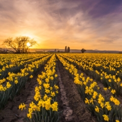 Soaring Daffodil Sunset.jpg To order a print please email me at  Mike Reid Photography : tulip, tulips, flower, floral, tulip festival, floral photography, flower photos, washington state, skagit tulip festival, old red barn, bokeh, gfx100s, canon, sony