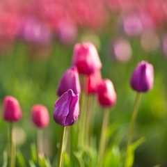 Soaring Pink Tulips.jpg To order a print please email me at  Mike Reid Photography : tulip, tulips, flower, , floral, tulip festival, floral photography, flower photos, washington state, skagit tulip festival