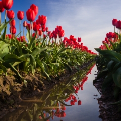 Soaring Red Tulips To order a print please email me at  Mike Reid Photography : tulip, tulips, flower, tulip festival, floral photography, flower photos, washington state, skagit tulip festival, reflection