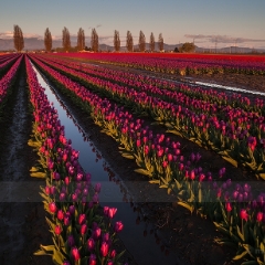 Soaring Skagit Tulips To order a print please email me at  Mike Reid Photography : tulip, tulips, flower, , floral, tulip festival, floral photography, flower photos, washington state, skagit tulip festival