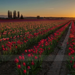 Soaring Skagit Valley Tulips2.jpg To order a print please email me at  Mike Reid Photography : tulip, tulips, flower, , floral, tulip festival, floral photography, flower photos, washington state, skagit tulip festival