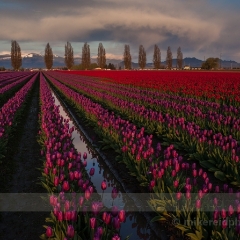 Soaring Sky Seam.jpg To order a print please email me at  Mike Reid Photography : tulip, tulips, flower, , floral, tulip festival, floral photography, flower photos, washington state, skagit tulip festival