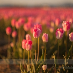 Soft Dusk Tulips To order a print please email me at  Mike Reid Photography : tulip, tulips, flower, , floral, tulip festival, floral photography, flower photos, washington state, skagit tulip festival