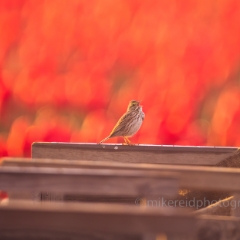 Songbird Sparrow in the Tulip Fields To order a print please email me at  Mike Reid Photography : birds, canon 600mm f4 iii, gfx100s, skagit tulips, sparrow, tulip, tulips, flower, , floral, tulip festival, floral photography, flower photos, washington state, skagit tulip festival