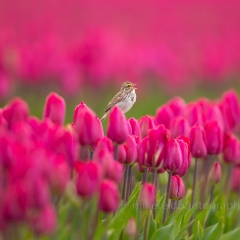 Sparrow Sings on the Edge of a Tulip.jpg To order a print please email me at  Mike Reid Photography : tulip, tulips, flower, , floral, tulip festival, floral photography, flower photos, washington state, skagit tulip festival, old red barn, Canon 400mm 2.8