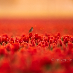 Sparrow Song on a Dawn Tulip Field