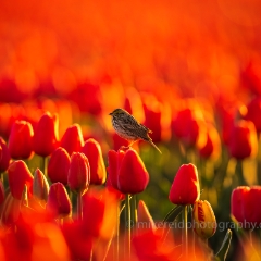 Sparrow on Sunny Skagit Tulips