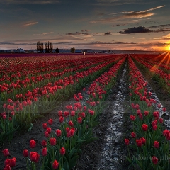 Spring Evening in the Skagit Valley To order a print please email me at  Mike Reid Photography : tulip, tulips, flower, , floral, tulip festival, floral photography, flower photos, washington state, skagit tulip festival