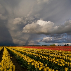 Storm Approaching Yellow Tulip Fields.jpg To order a print please email me at  Mike Reid Photography : tulip, tulips, flower, , floral, tulip festival, floral photography, flower photos, washington state, skagit tulip festival