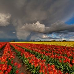 Storm Red Tulip Fields.jpg To order a print please email me at  Mike Reid Photography : tulip, tulips, flower, , floral, tulip festival, floral photography, flower photos, washington state, skagit tulip festival