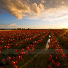 Stormy Sunset of Red Tulips To order a print please email me at  Mike Reid Photography : tulip, tulips, flower, , floral, tulip festival, floral photography, flower photos, washington state, skagit tulip festival