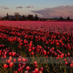 Stormy Tulip Field To order a print please email me at  Mike Reid Photography : tulip, tulips, flower, , floral, tulip festival, floral photography, flower photos, washington state, skagit tulip festival