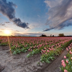 Sunset Crossroads in Tulips.jpg To order a print please email me at  Mike Reid Photography : tulip, tulips, flower, , floral, tulip festival, floral photography, flower photos, washington state, skagit tulip festival