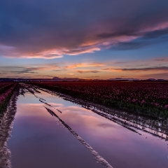Sunset Skies Tulips Reflected To order a print please email me at  Mike Reid Photography