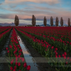 Sunset Skies in Skagit Valley To order a print please email me at  Mike Reid Photography : tulip, tulips, flower, , floral, tulip festival, floral photography, flower photos, washington state, skagit tulip festival