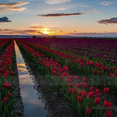 Sunset Tulip Seam To order a print please email me at  Mike Reid Photography : tulip, tulips, flower, , floral, tulip festival, floral photography, flower photos, washington state, skagit tulip festival