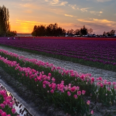 Tulip Festival Sunset.jpg To order a print please email me at  Mike Reid Photography : tulip, tulips, flower, floral, tulip festival, floral photography, flower photos, washington state, skagit tulip festival, old red barn, bokeh, gfx100s, canon, sony