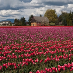 Tulip Fields and Old Barn To order a print please email me at  Mike Reid Photography : tulip, tulips, flower, , floral, tulip festival, floral photography, flower photos, washington state, skagit tulip festival