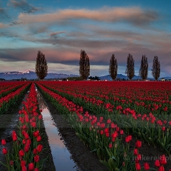 Vibrant Sunset Blooms To order a print please email me at  Mike Reid Photography : tulip, tulips, flower, , floral, tulip festival, floral photography, flower photos, washington state, skagit tulip festival
