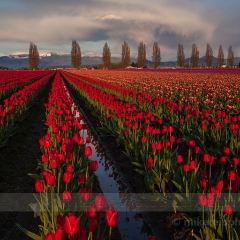 Vibrant Tulip Field To order a print please email me at  Mike Reid Photography : tulip, tulips, flower, , floral, tulip festival, floral photography, flower photos, washington state, skagit tulip festival
