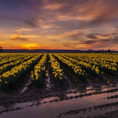 Visit Skagit Valley Daffodil Festival.jpg To order a print please email me at  Mike Reid Photography : tulip, tulips, flower, floral, tulip festival, floral photography, flower photos, washington state, skagit tulip festival, old red barn, bokeh, gfx100s, canon, sony