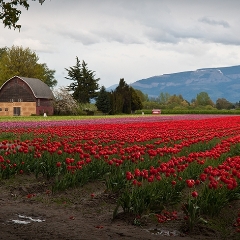 Wide Red Tulip Field To order a print please email me at  Mike Reid Photography : tulip, tulips, flower, , floral, tulip festival, floral photography, flower photos, washington state, skagit tulip festival