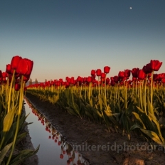 Wide Tulip Rows To order a print please email me at  Mike Reid Photography : tulip, tulips, flower, , floral, tulip festival, floral photography, flower photos, washington state, skagit tulip festival, zeiss, skagit valley, sunset