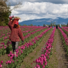 Worker in Tulip Field To order a print please email me at  Mike Reid Photography : tulip, tulips, flower, , floral, tulip festival, floral photography, flower photos, washington state, skagit tulip festival