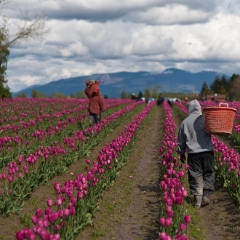 Workers in Tulip Field.jpg To order a print please email me at  Mike Reid Photography : tulip, tulips, flower, , floral, tulip festival, floral photography, flower photos, washington state, skagit tulip festival