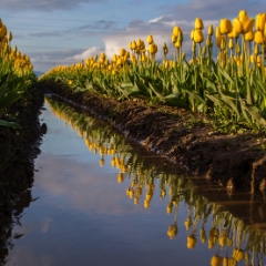 Yellow Tulips Reflected.jpg To order a print please email me at  Mike Reid Photography : tulip, tulips, flower, tulip festival, floral photography, flower photos, washington state, skagit tulip festival, reflection