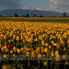 Yellow Tulips and Baker.jpg To order a print please email me at  Mike Reid Photography : tulip, tulips, flower, , floral, tulip festival, floral photography, flower photos, washington state, skagit tulip festival