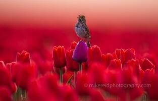 Morning Sparrow Atop a Purple Tulip.jpg