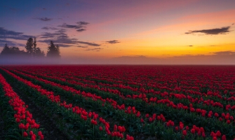 Skagit Valley Sunrise Line of Fog
