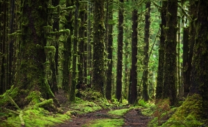 Hoh Rainforest Photography Lush Green forests of moss and ferns. Amazing natural beauty.To order a print please email me at To order a print please...