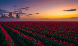 Skagit Valley Tulip and Daffodil Fields Photography The Skagit Valley bursts forth with color starting in about March and continuing through April with the Skagit Valley...