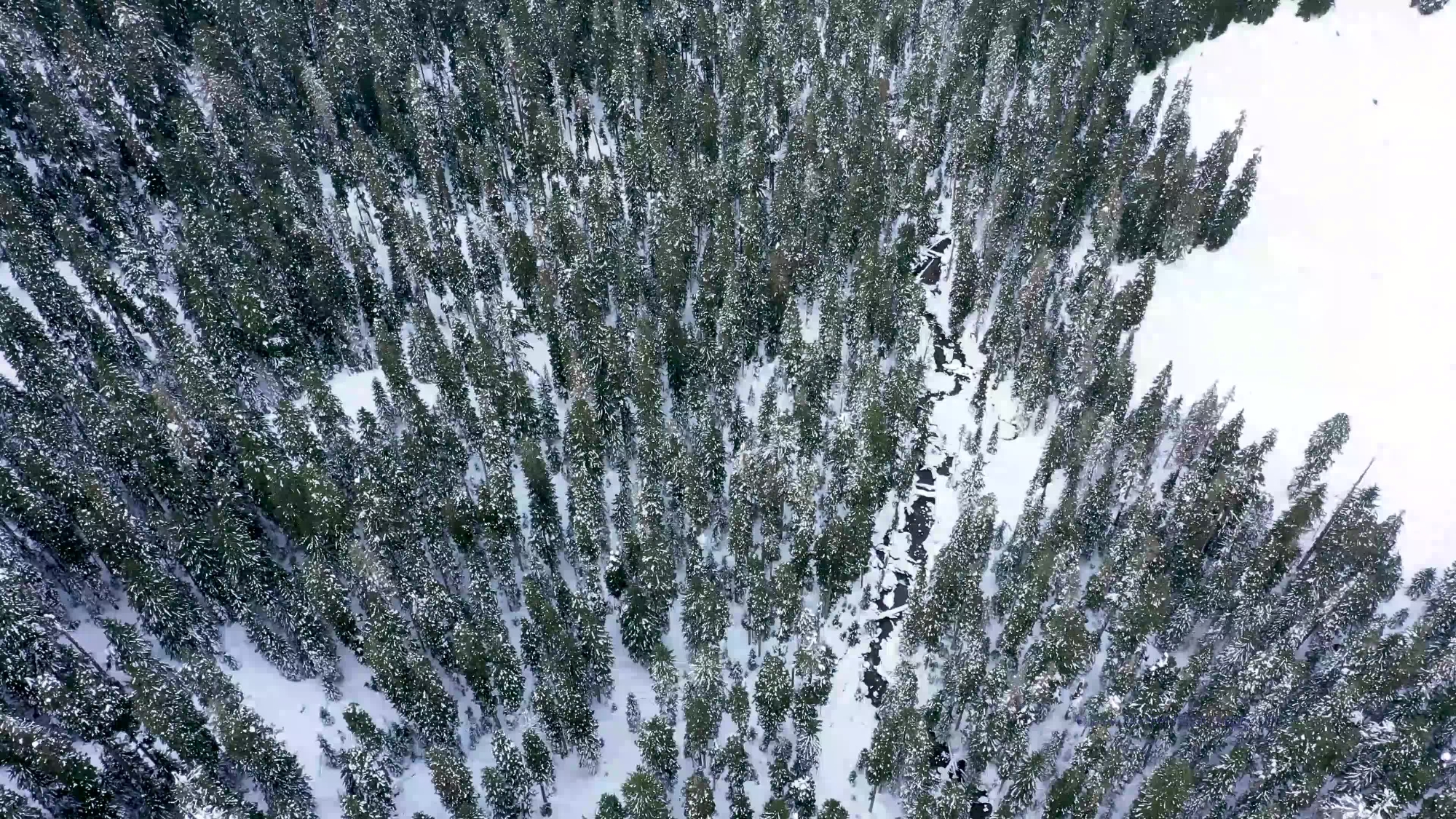 Over Northwest Trees and a Snowy Creek.mp4 