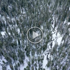 Over Northwest Trees and a Snowy Creek.mp4